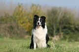 BORDER COLLIE 1403